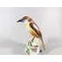 Picture 10/12 -HEREND, BROWN SINGER BIRD 6.6", HANDPAINTED PORCELAIN FIGURINE ! (A040)